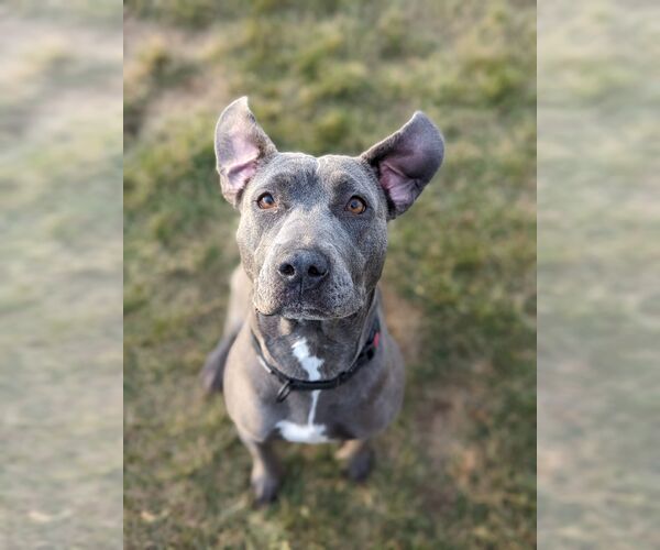 Medium Photo #2 American Pit Bull Terrier-Unknown Mix Puppy For Sale in Polson, MT, USA