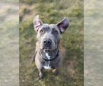 Small #1 American Pit Bull Terrier Mix