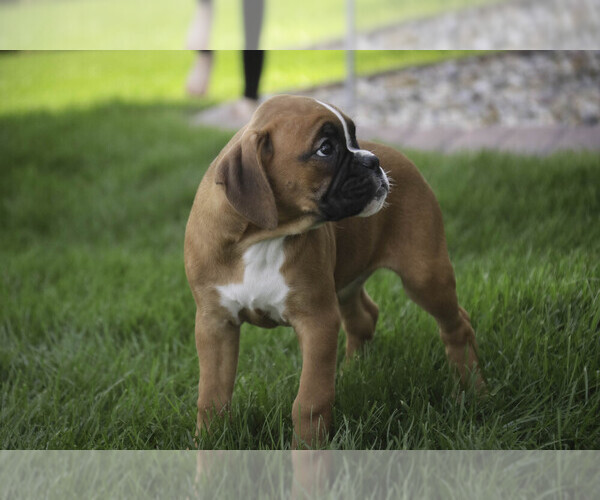 Medium Photo #4 Boxer Puppy For Sale in SHIPSHEWANA, IN, USA