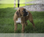 Small #3 Boxer