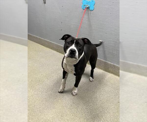 Medium Photo #1 Mutt Puppy For Sale in Las Vegas, NV, USA