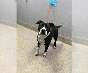 Mutt Dogs for adoption in Las Vegas, NV, USA