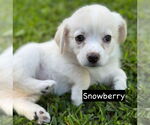 Small #3 Chihuahua