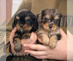 Small #1 Cavapoo