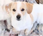 Small Photo #4 Jack Russell Terrier-Unknown Mix Puppy For Sale in Washington, DC, USA