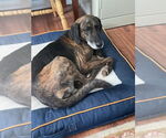 Small #2 Labrador Retriever-Plott Hound Mix