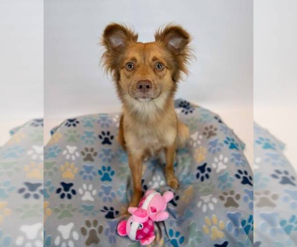 Medium Photo #5 Spaniel-Unknown Mix Puppy For Sale in Kennesaw, GA, USA