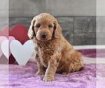 Small Photo #4 Miniature Labradoodle Puppy For Sale in MILL HALL, PA, USA