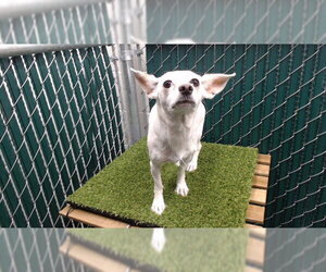 Chihuahua Dogs for adoption in Downey, CA, USA