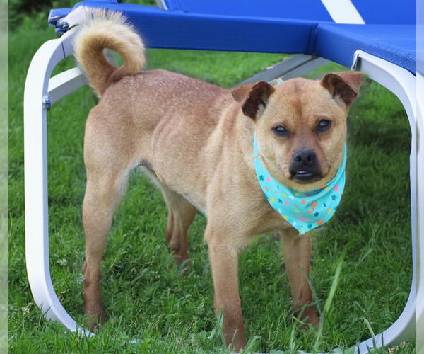 Medium Photo #8 Chug Puppy For Sale in Cranston, RI, USA