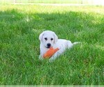 Small #13 Labrador Retriever