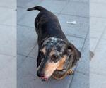 Small #2 Dachshund