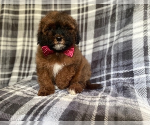 Medium Photo #6 ShihPoo Puppy For Sale in LAKELAND, FL, USA