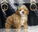 Small Photo #6 Poodle (Miniature) Puppy For Sale in WARSAW, IN, USA