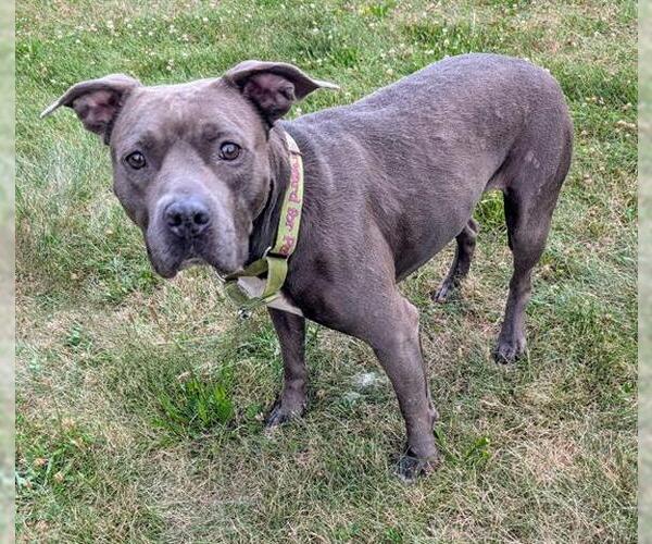 Medium Photo #1 American Pit Bull Terrier Puppy For Sale in Akron, OH, USA