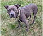 Small American Pit Bull Terrier