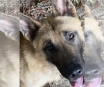 Small Photo #3 German Shepherd Dog-Unknown Mix Puppy For Sale in LOGANVILLE, GA, USA