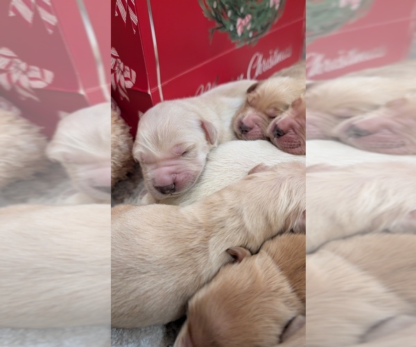Medium Photo #10 Golden Retriever Puppy For Sale in ELVERTA, CA, USA