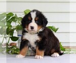 Small Photo #1 Bernese Mountain Dog Puppy For Sale in EAST EARL, PA, USA