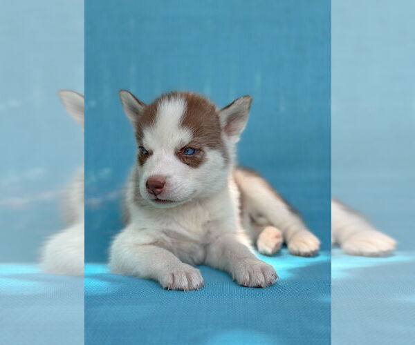 Medium Photo #3 Siberian Husky Puppy For Sale in PIPE CREEK, TX, USA