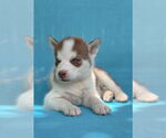Small #2 Siberian Husky