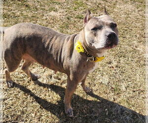 American Staffordshire Terrier Mix Dog for Adoption in Wenonah, New Jersey USA