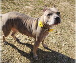 Small American Staffordshire Terrier Mix