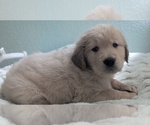 Puppy Black boy Golden Retriever