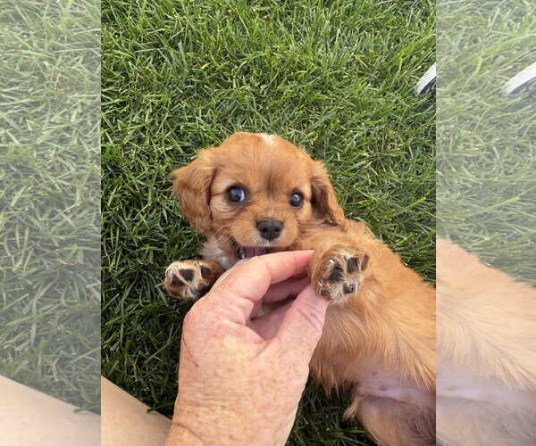 Medium Photo #4 Cavalier King Charles Spaniel Puppy For Sale in Sioux Falls, SD, USA