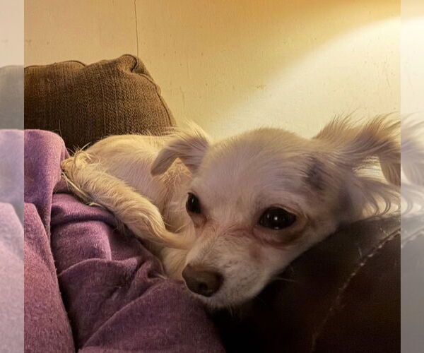 Medium Photo #1 Chihuahua Puppy For Sale in South Bend, IN, USA