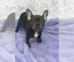 French Bulldog Puppy for sale in SANDY HOOK, KY, USA