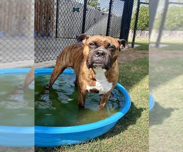Medium Photo #1 Boxer-Mastiff Mix Puppy For Sale in Temple, TX, USA