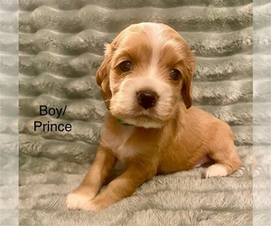 Cocker Spaniel Dogs for adoption in SUMTER, SC, USA