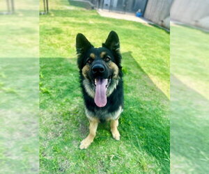 German Shepherd Dog Dogs for adoption in Temple, TX, USA