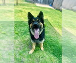 Small German Shepherd Dog