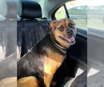 Small #25 Rottweiler Mix