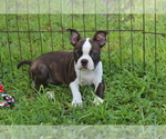 Small #2 Boston Terrier