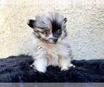 Small #5 Pomeranian