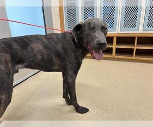 Labrador Retriever-Unknown Mix Dogs for adoption in Grand Prairie, TX, USA
