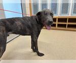 Small Labrador Retriever Mix
