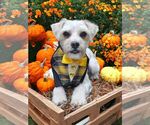 Small Shih Tzu Mix