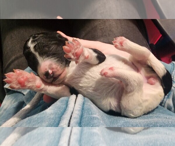 Medium Photo #19 Poodle (Standard) Puppy For Sale in CLAYTON, WA, USA