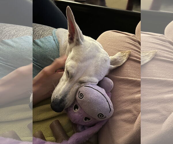 Medium Photo #1 Mutt Puppy For Sale in Chandler, AZ, USA