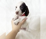 Small #2 Dachshund