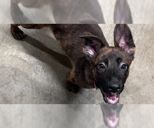 Medium Photo #1 Mutt Puppy For Sale in Imlay City, MI, USA