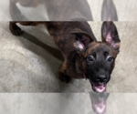 Small Mutt