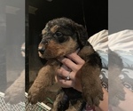 Small Photo #16 Airedale Terrier Puppy For Sale in MOSCOW, ID, USA