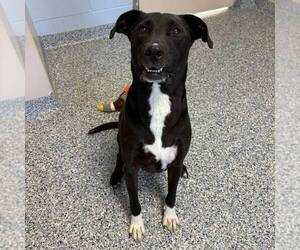 Mutt Dogs for adoption in Shelburne, VT, USA