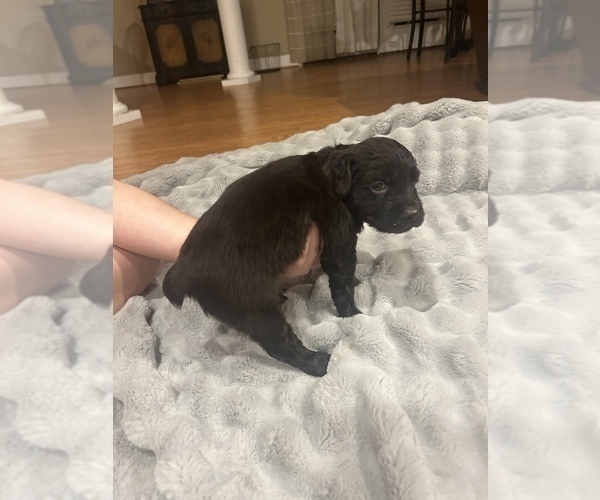 Medium Photo #4 Boykin Spaniel Puppy For Sale in BAMBERG, SC, USA