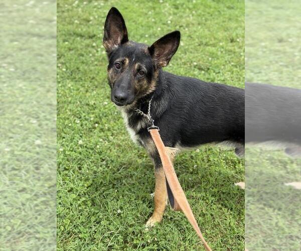 Medium Photo #4 German Shepherd Dog Puppy For Sale in Evansville, IN, USA